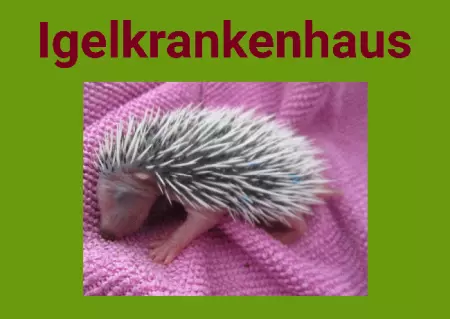 Tiere Igelkrankenhaus Bild